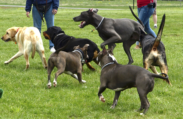 Bark in the Park in Vero Beach.