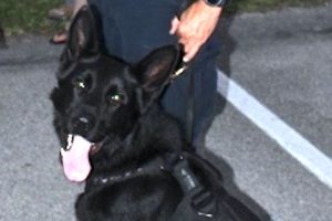 Sebastian Police K-9 incident still under investigation.