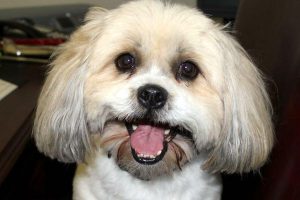 Take Your Dog To Work day in Indian River County.