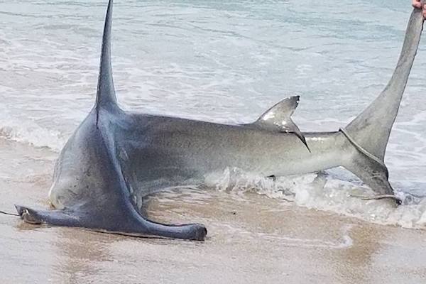 Sebastian Inlet fisherman catches hammerhead at Florida beach.