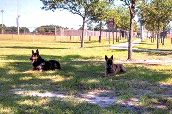 Trial begins for Sebastian Police K-9 death.