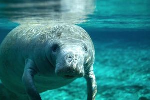 November is manatee month in Sebastian and Vero Beach.