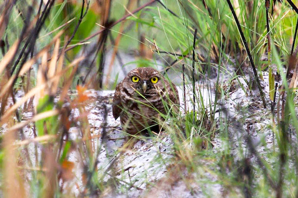 Florida Burrowing Owl. Photo by FWC.