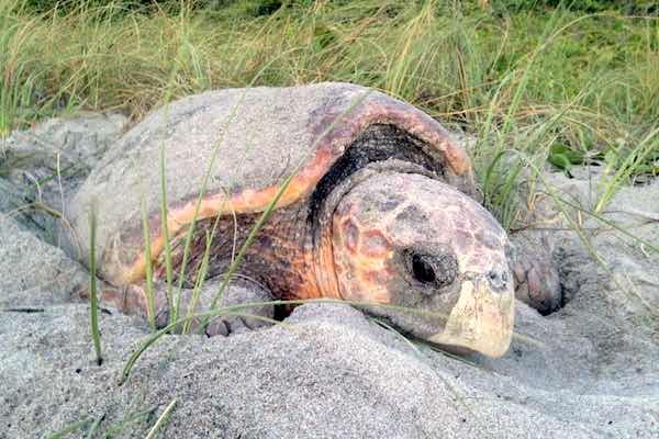 Sea turtles will begin their nesting season in Sebastian and other areas on March 1 and lasts through the end of October. Image credit: FWC