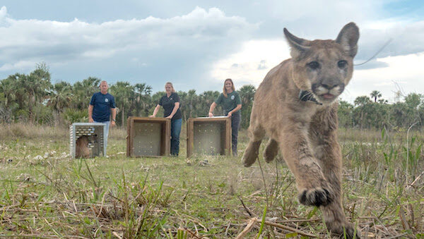 Panther family returns to the wild. Photo by Carlton Ward Jr. in partnership with FWC.