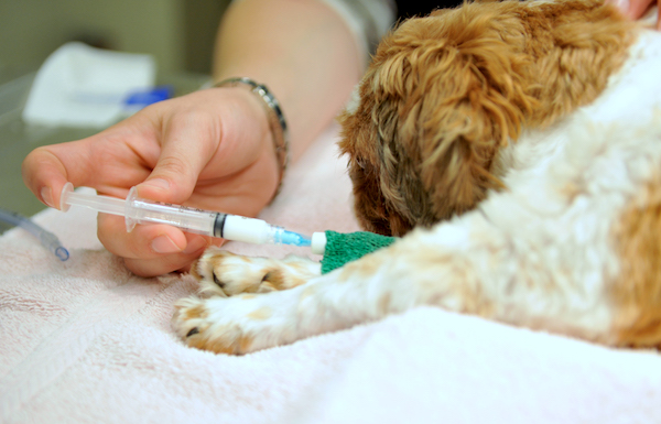 Rabies vaccine in Vero Beach.