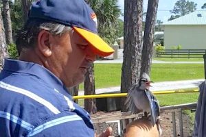 A Blue Jay named Lucky in Barefoot Bay. (Photo by Pat Burke)