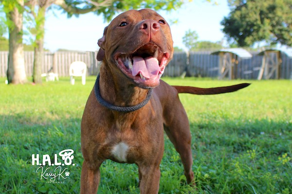 Toffee lives at the Halo No-Kill Rescue Shelter in Sebastian, Florida.