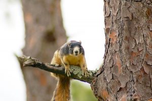 Southern fox squirrel. FWC photo by Steve Glass.