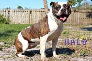 Baylee is at HALO Rescue No-Kill Shelter in Sebastian, Florida.