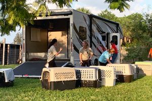 83 dogs that were saved in Grand Bahama arrived at HALO No-Kill Rescue in Sebastian, Florida.