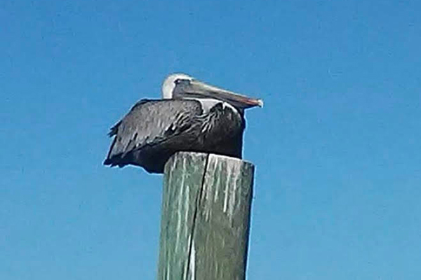 Weather in Sebastian, Florida.