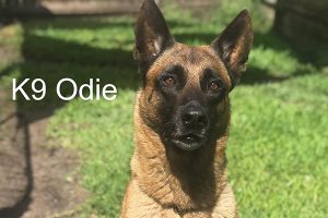 Sebastian Police K9 Oldie