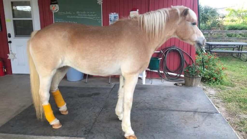 Elsa, a Haflinger pony.