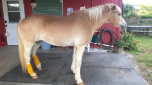 Elsa, a Haflinger pony.