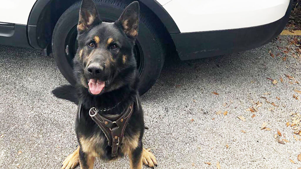 Brevard County Sheriff K9