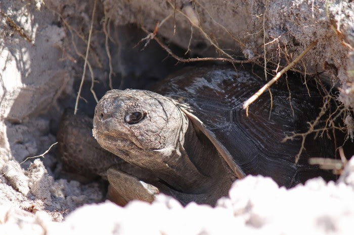 Gopher Tortoise