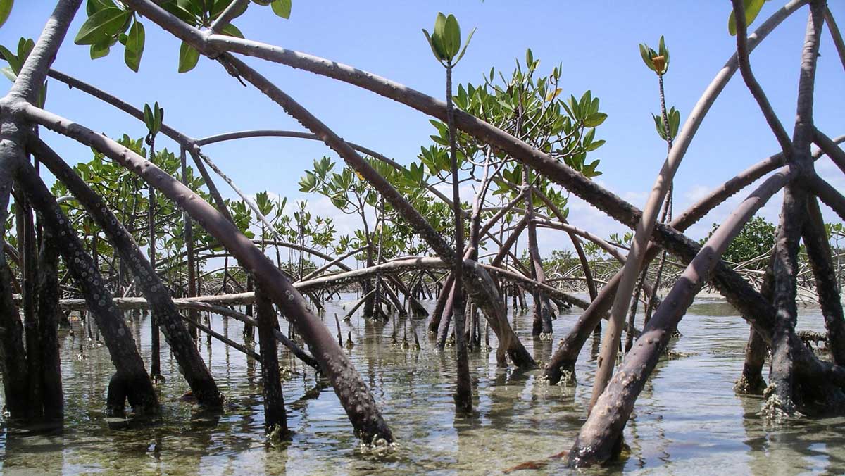 Indian River Lagoon