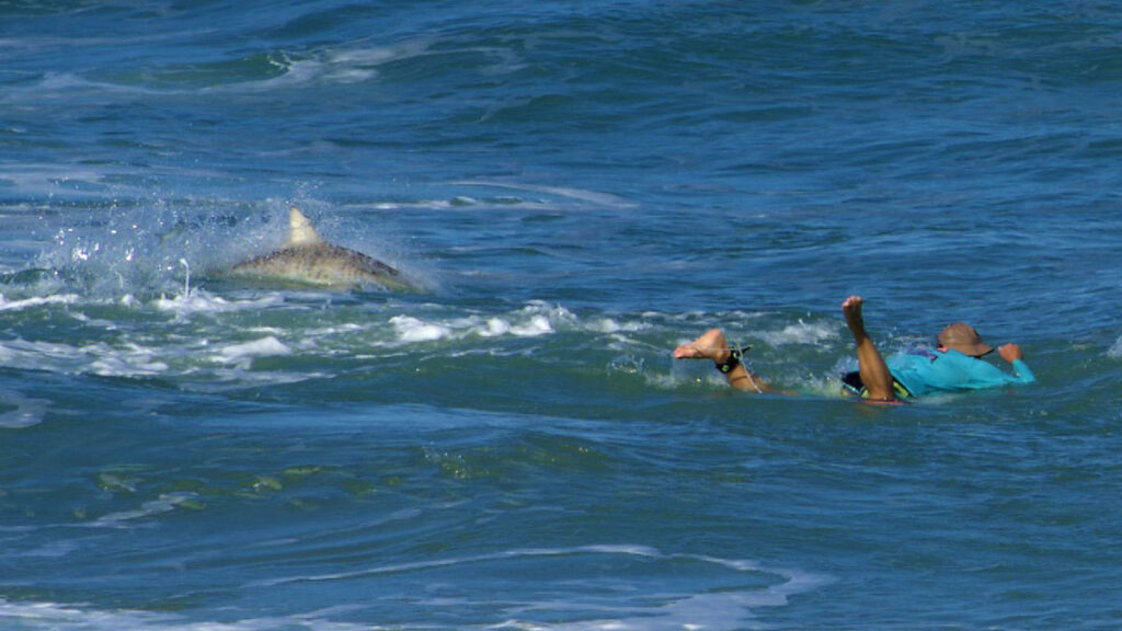 Sharks swim around Sebastian Inlet surfer. (Photo by Laura Evans)