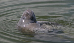 Manatee