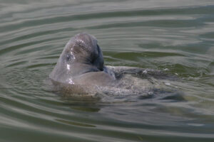 Florida Manatee / Courtesy of FWC