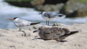 Seabird Nesting Season