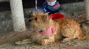 Dogs at bars in Sebastian, Florida.