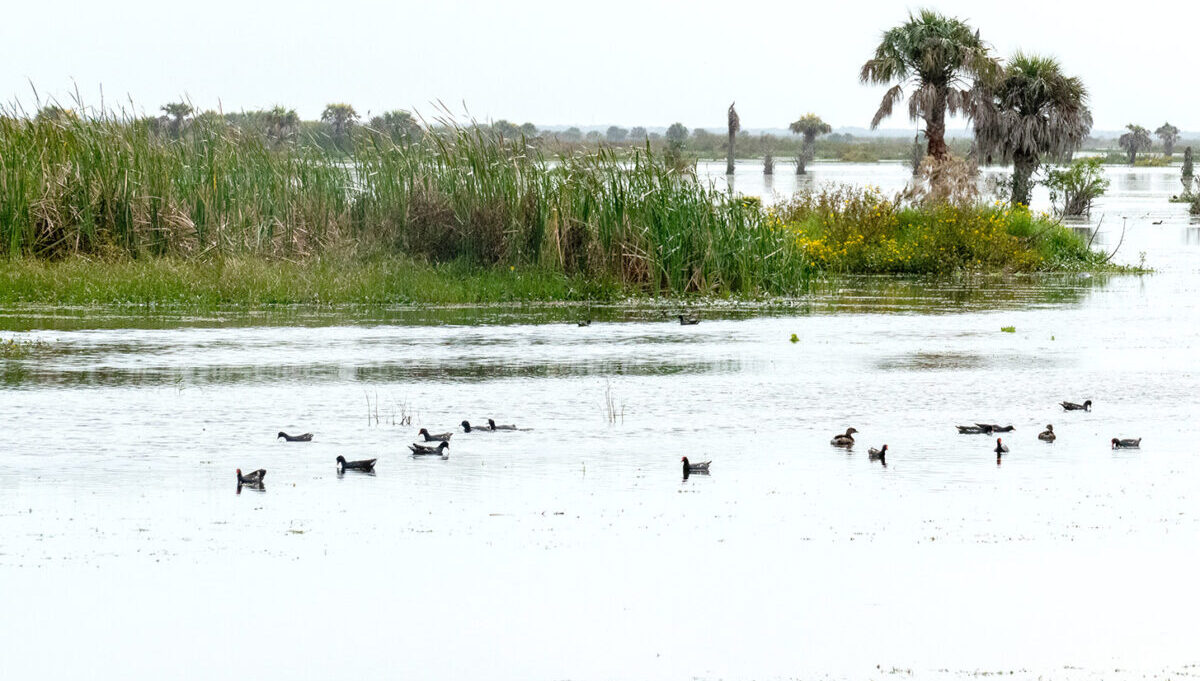 Fellsmere Water Management Area