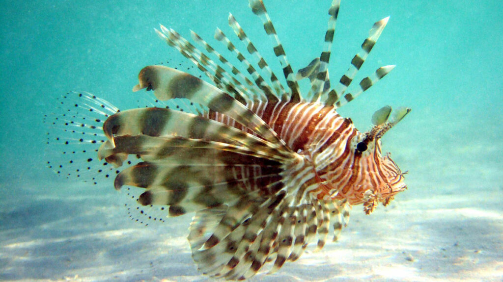 Lionfish