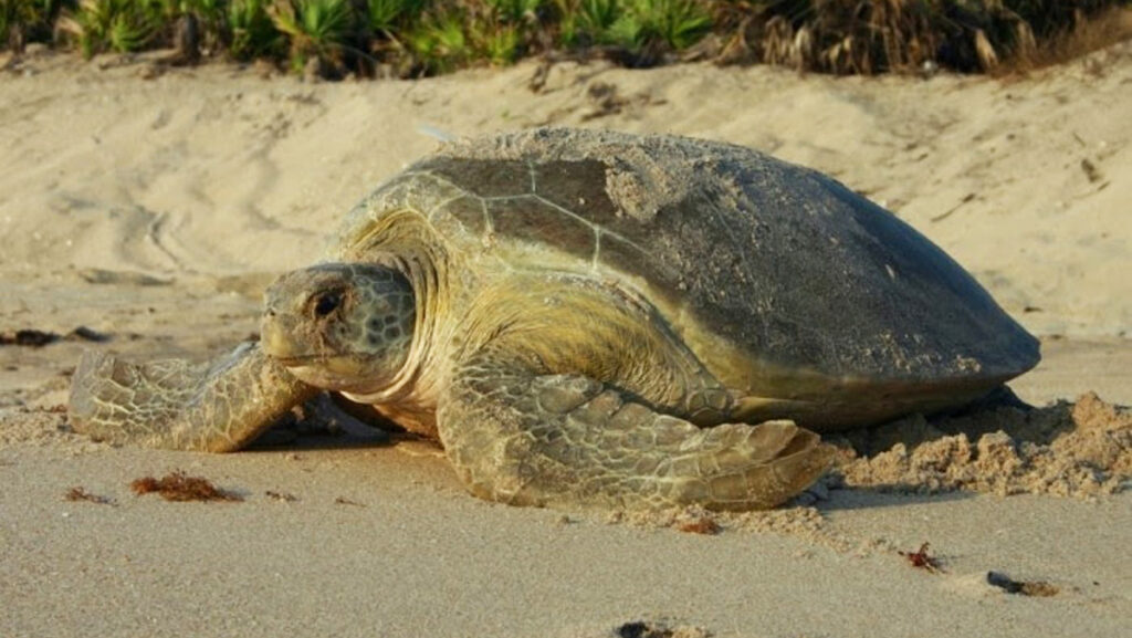 Turtle nesting