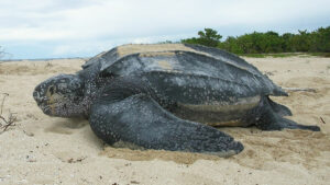 Leatherback Sea Turtle