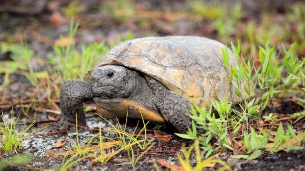 Gopher Tortoise