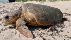 An adult loggerhead sea turtle crawling back to the ocean / Quintin Bergman IRC