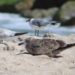 Shorebirds on the beach near Sebastian Inlet (Credit: Andy Hodges)