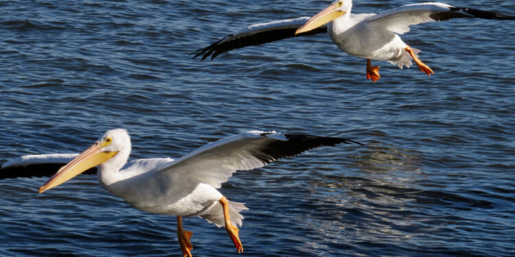 White Pelicans in Sebastian, Florida.