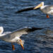 White Pelicans in Sebastian, Florida.