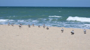 Indian River County Beaches