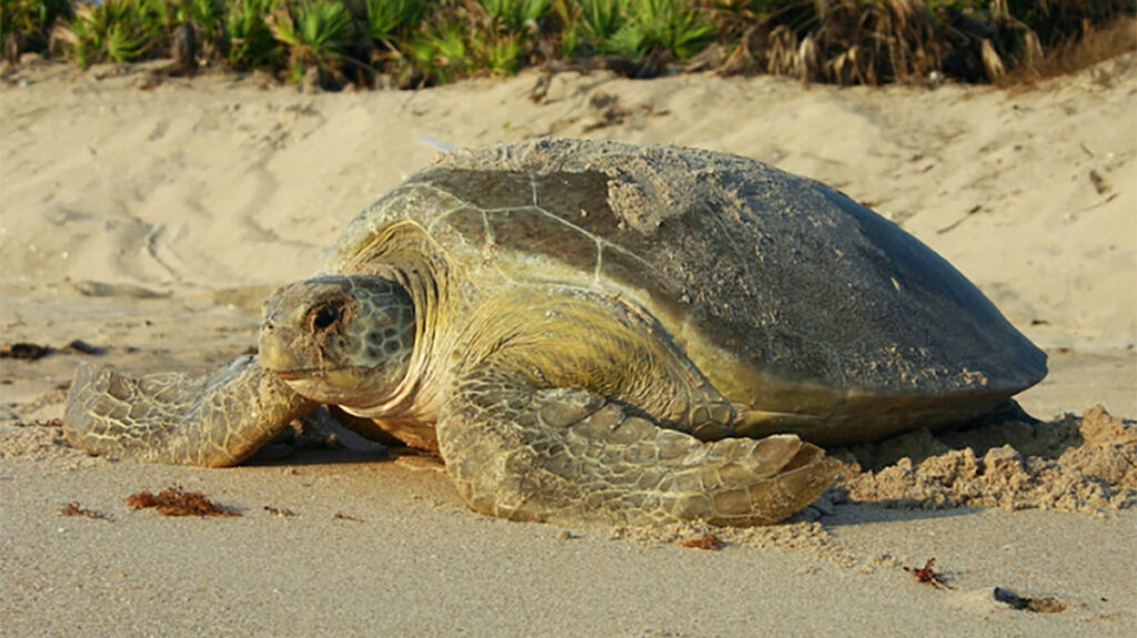 Sea turtle