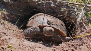 Gopher Tortoise