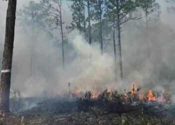 Prescribed fire applied at St. Sebastian River Preserve State Park (Photo: Charlie Corbeil)