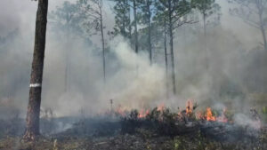 Prescribed fire applied at St. Sebastian River Preserve State Park (Photo: Charlie Corbeil)