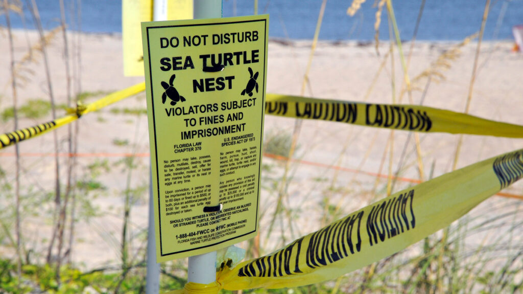 Sea Turtle Nest / FWC