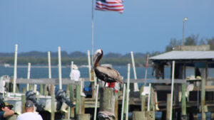 Brown pelican in Sebastian, Florida.