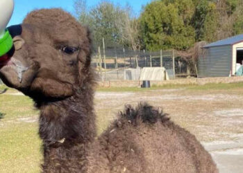 Camel at LaPorte Farms