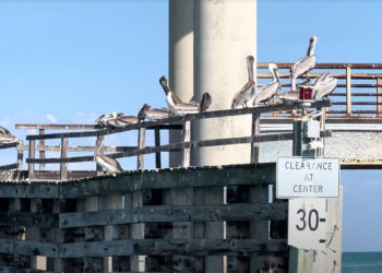 Pelicans under the bridge at the Sebastian Inlet