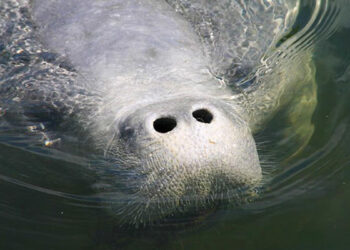 Go slow to protect manatees in Sebastian