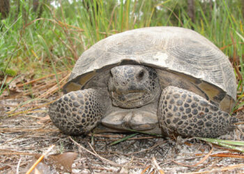 Gopher Tortoise Day (Credit: FWC)