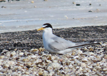 Shorebird Nesting on Rooftops (Courtesy FWC)