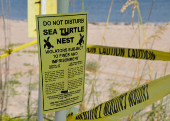 Sea Turtle Nest (Tim Donovan/FWC)