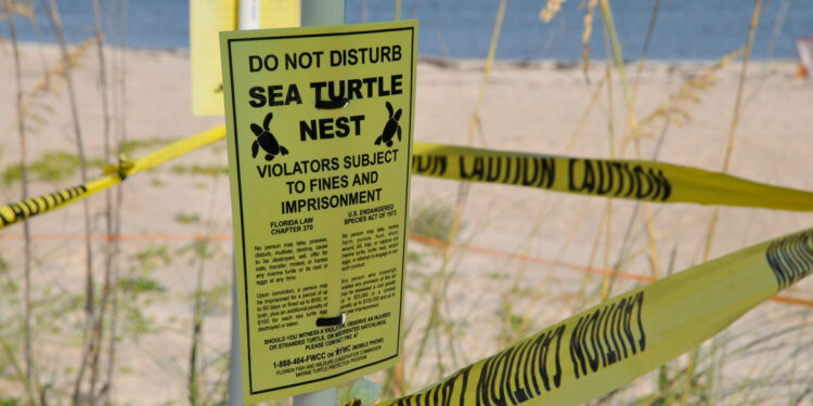 Sea Turtle Nest (Tim Donovan/FWC)